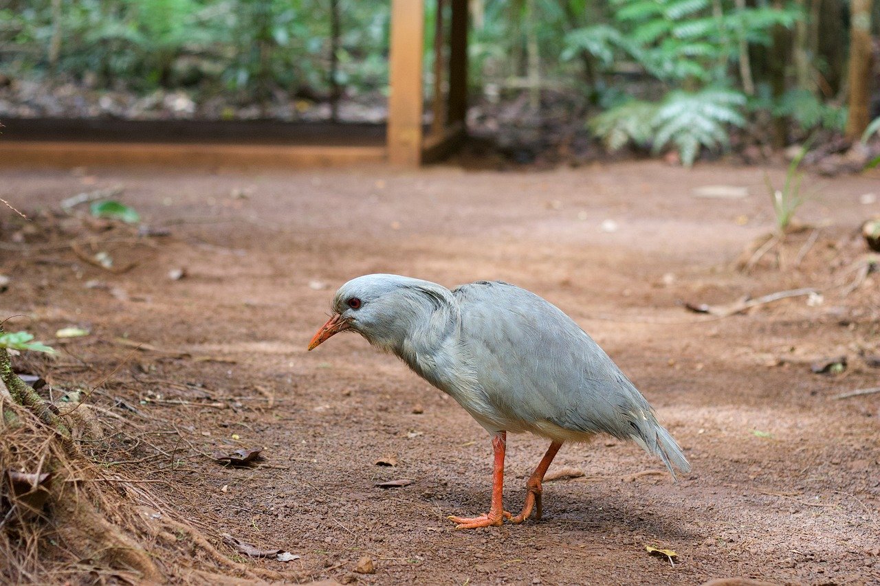 The Role of Field Studies in Effective Conservation Planning